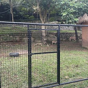 kampung satwa - barbary sheep exhibit