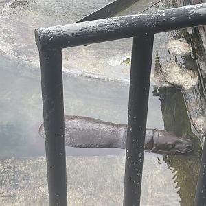 kampung satwa - pygmy hippopotamus (choeropsis liberiensis)
