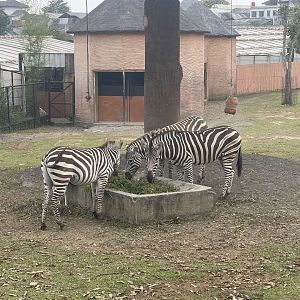 kampung satwa - burchell’s zebra (equus quagga burchellii)