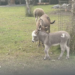 kampung satwa - donkey (equus africanus asinus)