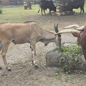 kampung satwa - common eland (taurotragus oryx) (1)