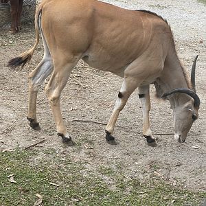 kampung satwa - common eland (taurotragus oryx) (2)