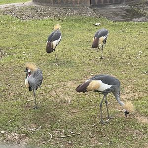 kampung satwa - grey crowned crane (balearica regulorum)