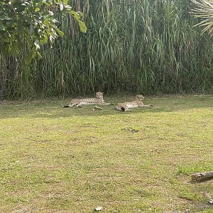 kampung satwa - cheetah (acinonyx jubatus)