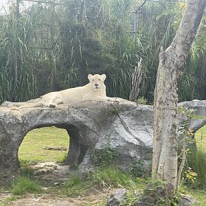 kampung satwa - white lion (panthera leo) (1)