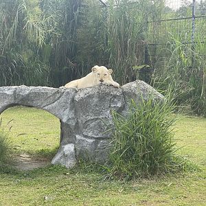 kampung satwa - white lion (panthera leo) (2)