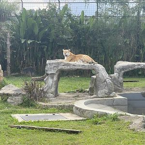 kampung satwa - golden tabby tiger (panthera tigris tigris)