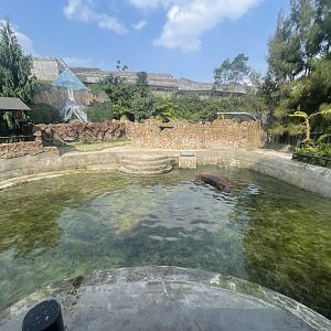 nile hippopotamus exhibit