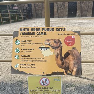 dromedary camel signage (1)