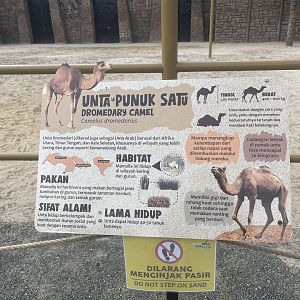 dromedary camel signage (2)