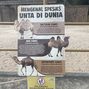 lists of camel species signage (1)