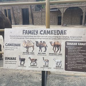 lists of camel species signage (2)