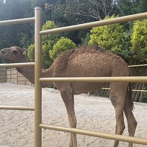 dromedary camel (camelus dromedarius) (1)