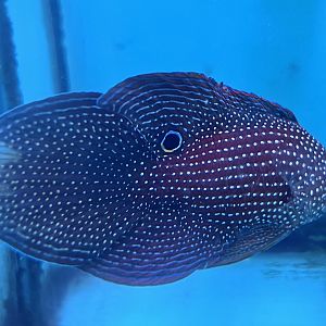Argus Comet (Calloplesiops argus)
