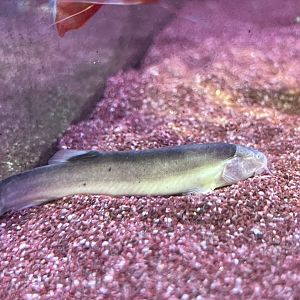 Bornean Cave Loach (Nemacheilus sp)