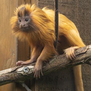 Golden lion tamarin : Colchester Zoo : 17 Jul 2025