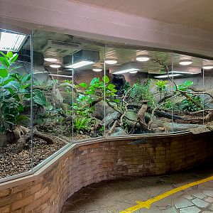 Fiji banded iguana (exhibit) : Colchester Zoo : 17 Jul 2025