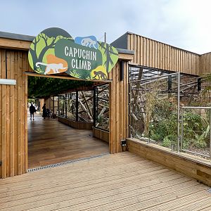 Buff-headed capuchin (exhibit) : Colchester Zoo : 17 Jul 2025