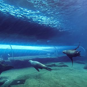 Patagonian sea lion (exhibit) : Colchester Zoo : 17 Jul 2025