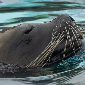 Patagonian sea lion : Colchester Zoo : 17 Jul 2025