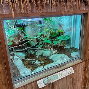 Emerald tree skink (exhibit) : Colchester Zoo : 17 Jul 2025