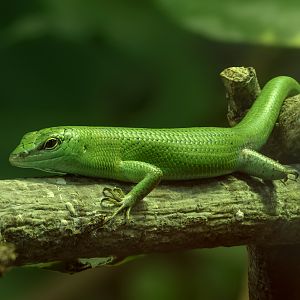 Emerald tree skink : Colchester Zoo : 17 Jul 2025