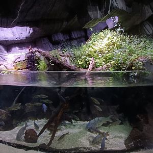 European tank - Bioparc Acuario de Gijón