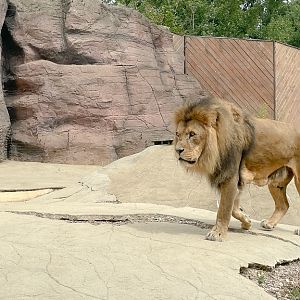 Lion (African lion) (exhibit) : Colchester Zoo : 17 Jul 2025