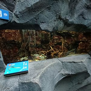 European eel exhibit - Bioparc Acuario de Gijón