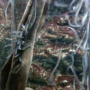 Europena eel - Bioparc Acuario de Gijón