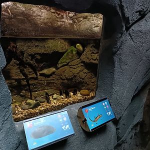 Bosca's newt exhibit - Bioparc Acuario de Gijón