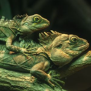 Gariau forest dragon : Colchester Zoo : 17 Jul 2025