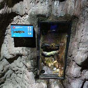 Fire salamander exhibit - Bioparc Acuario de Gijón