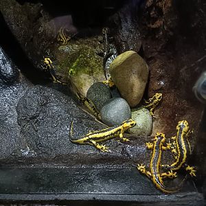 Fire salamander - Bioparc Acuario de Gijón