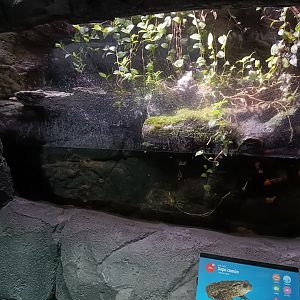Common toad exhibit - Bioparc Acuario de Gijón