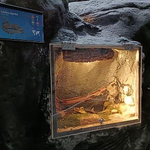 Viperine water snake exhibit - Bioparc Acuario de Gijón