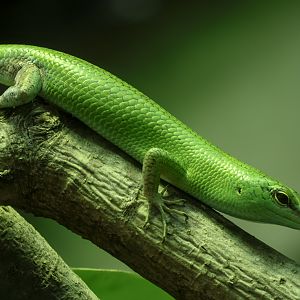 Emerald tree skink : Colchester Zoo : 17 Jul 2025