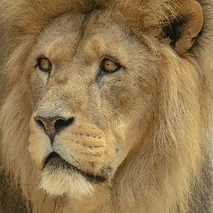 Lion (African lion) : Colchester Zoo : 17 Jul 2025