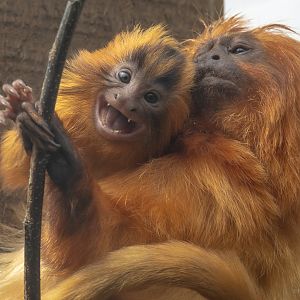 Golden lion tamarin : Colchester Zoo : 17 Jul 2025