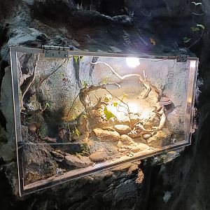 Iberian emerald lizard exhibit - Bioparc Acuario de Gijón