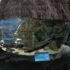 River trout exhibit - Bioparc Acuario de Gijón