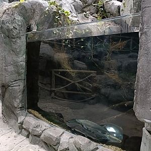 Sturgeon exhibit - Bioparc Acuario de Gijón