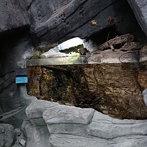 Eurasian minnow exhibit - Bioparc Acuario de Gijón