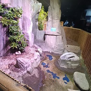 Turtle exhibit - Bioparc Acuario de Gijón