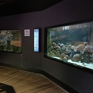 Cantabrian sea exhibits - Bioparc Acuario de Gijón