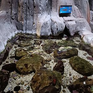 Scyllarus arctus exhibit - Bioparc Acuario de Gijón