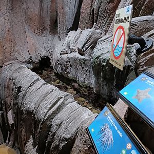 Asterina gibbosa exhibit - Bioparc Acuario de Gijón