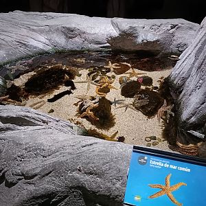 Marthasterias glacialis exhibit - Bioparc Acuario de Gijón