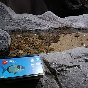 Diplodus vulgaris exhibit - Bioparc Acuario de Gijón