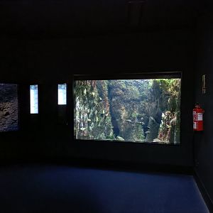 Cantabrian sea exhibit - Bioparc Acuario de Gijón